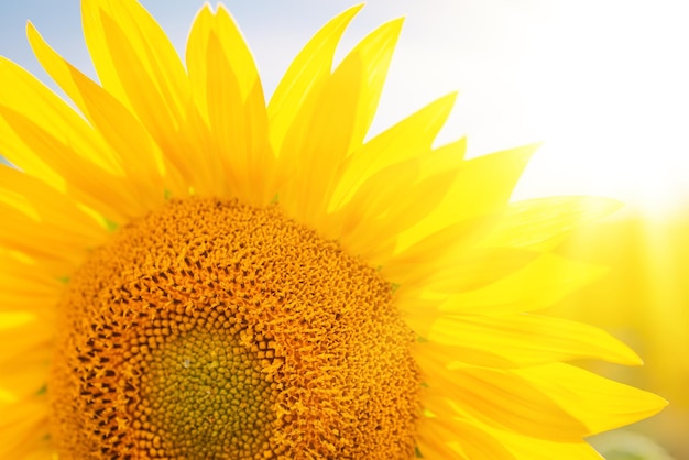 Nahaufnahme einer leuchtend gelben Sonnenblume auf dem Feld