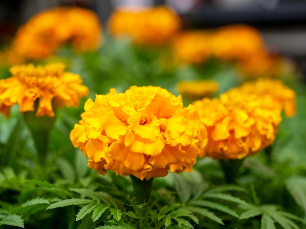 Foto nahaufnahme einer leuchtend orangen blume tagetes großblumig. grüne blätter. pflanzen zum anpflanzen im garten