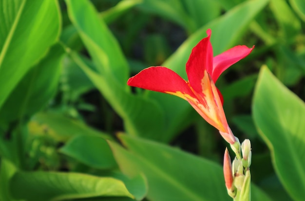 Nahaufnahme einer leuchtend roten Canna-Lilienblume, die im Garten blüht