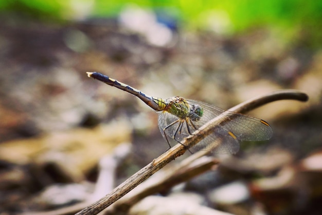 Foto nahaufnahme einer libelle auf dem stamm