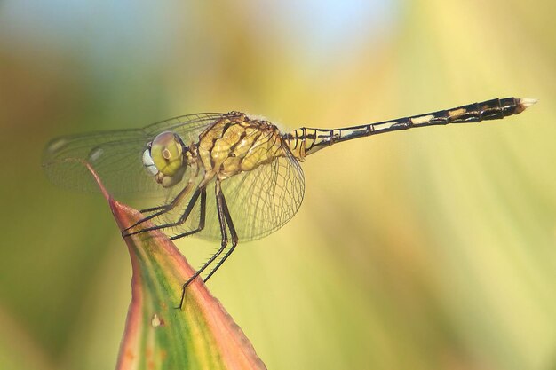 Nahaufnahme einer Libelle auf einem Blatt