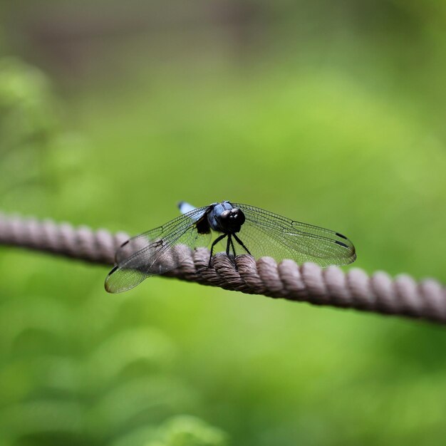 Foto nahaufnahme einer libelle auf einem blatt