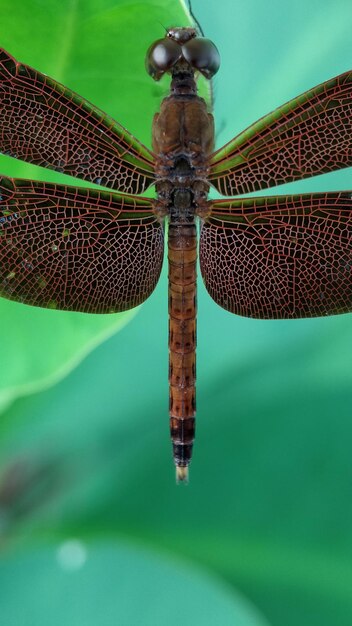 Foto nahaufnahme einer libelle auf einem blatt