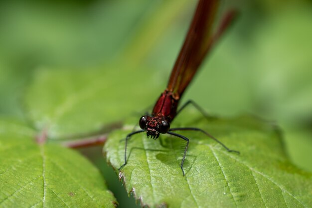 Nahaufnahme einer Libelle auf einem Blatt