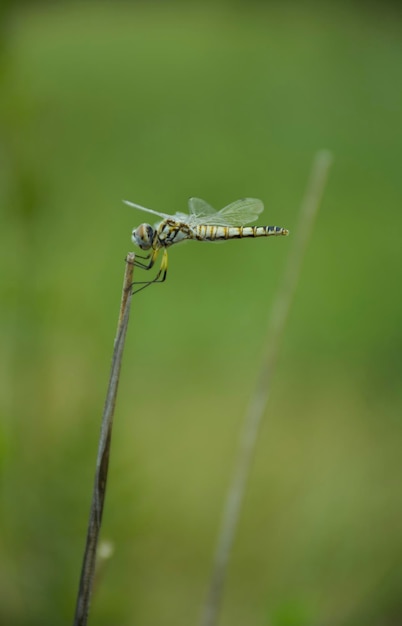 Nahaufnahme einer Libelle auf einem Grasblatt