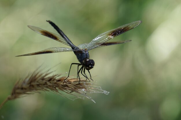 Foto nahaufnahme einer libelle auf einem stängel