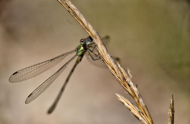 Foto nahaufnahme einer libelle auf einem zweig