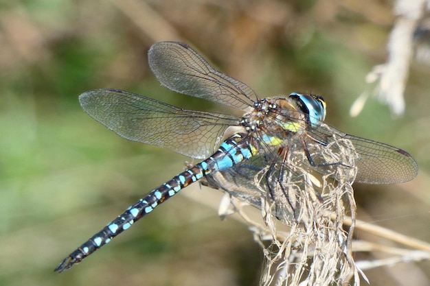 Foto nahaufnahme einer libelle auf einem zweig