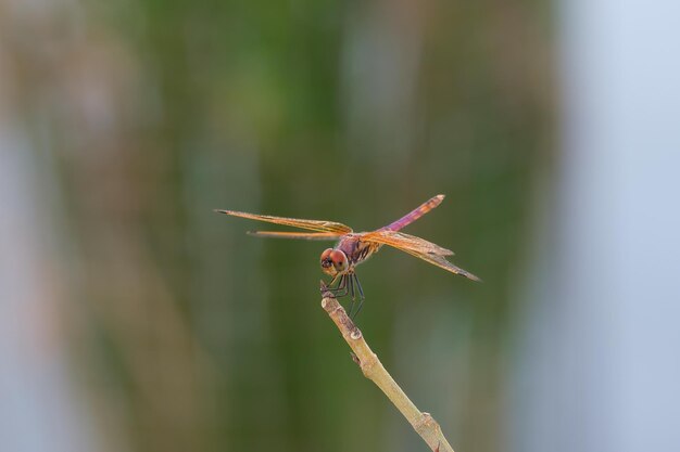 Foto nahaufnahme einer libelle auf einem zweig