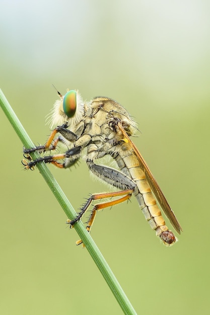 Foto nahaufnahme einer libelle auf einem zweig