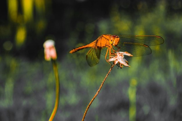 Foto nahaufnahme einer libelle auf einer blume