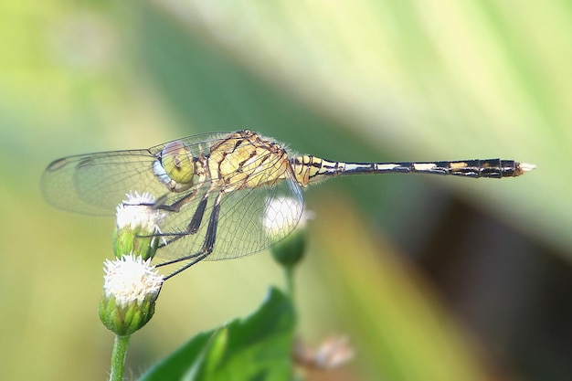 Foto nahaufnahme einer libelle auf einer blume