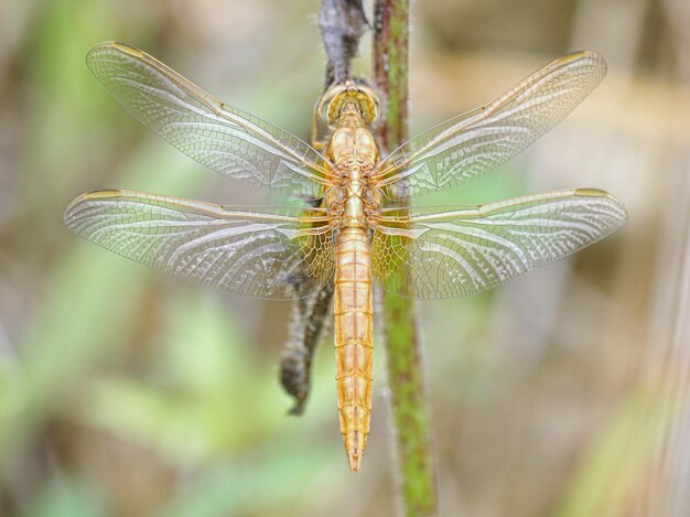 Foto nahaufnahme einer libelle auf einer pflanze