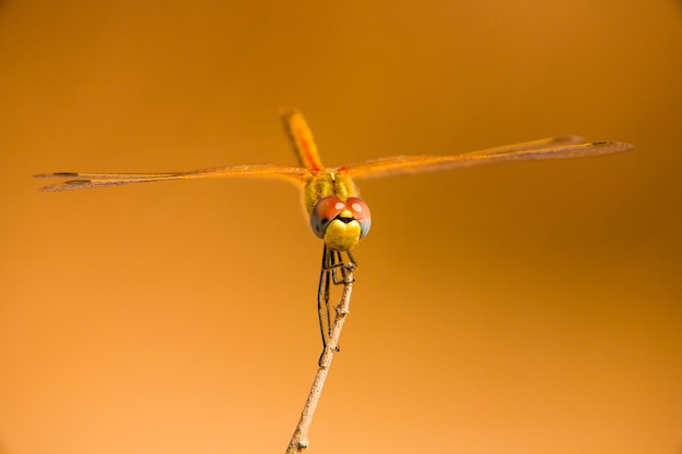 Foto nahaufnahme einer libelle auf einer pflanze