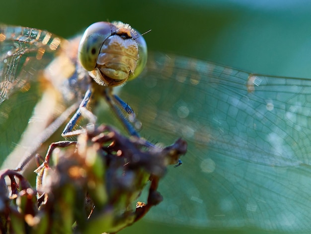 Foto nahaufnahme einer libelle auf einer pflanze