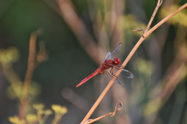 Foto nahaufnahme einer libelle auf einer pflanze