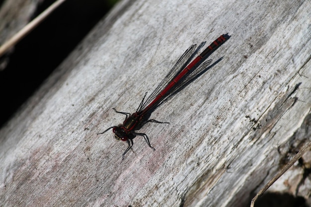 Nahaufnahme einer Libelle auf Holz