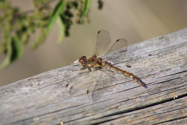 Foto nahaufnahme einer libelle auf holz