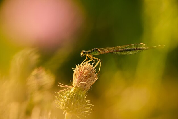 Nahaufnahme einer Libelle