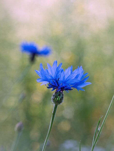 Nahaufnahme einer lila bestäubenden Blume