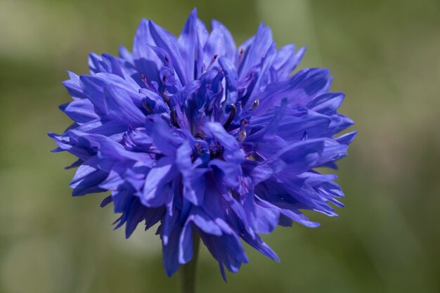 Foto nahaufnahme einer lila-blauen blume