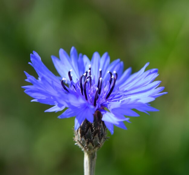 Foto nahaufnahme einer lila-blauen blume