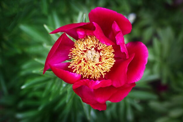 Nahaufnahme einer lila blühenden Pfingstrose im Frühlingsgarten.