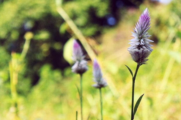 Foto nahaufnahme einer lila blühenden pflanze auf dem feld