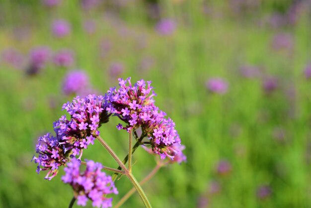 Nahaufnahme einer lila blühenden Pflanze auf dem Feld