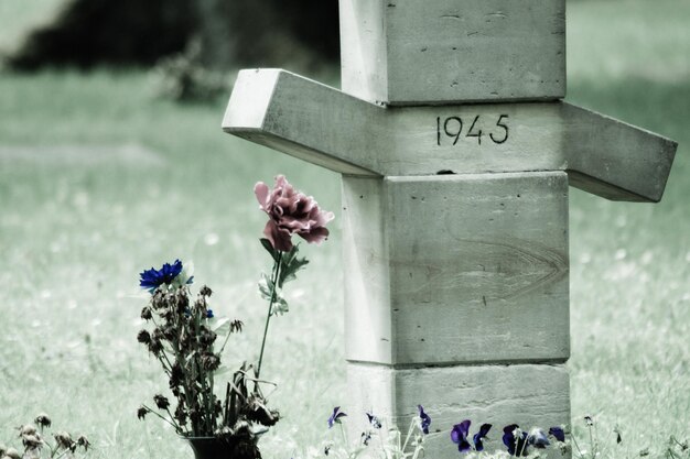 Foto nahaufnahme einer lila blühenden pflanze auf einem friedhof