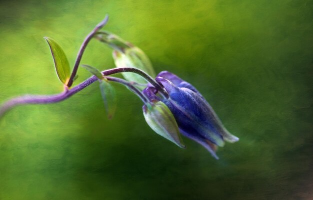 Foto nahaufnahme einer lila blühenden pflanze