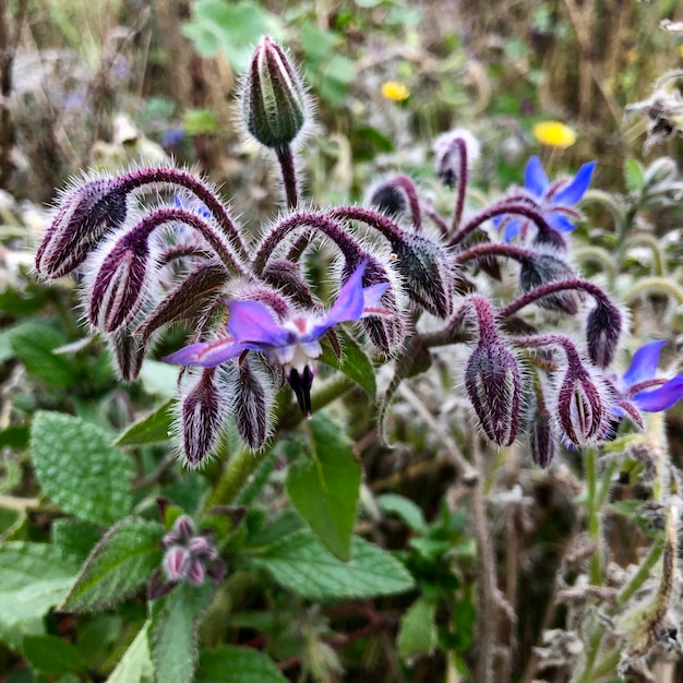 Foto nahaufnahme einer lila blühenden pflanze