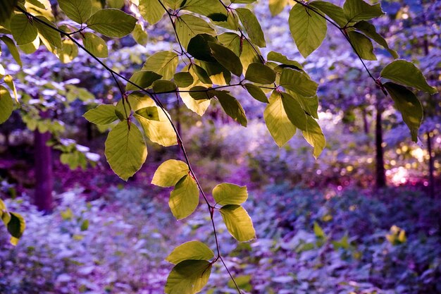 Foto nahaufnahme einer lila blühenden pflanze