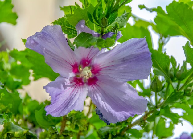 Foto nahaufnahme einer lila blühenden pflanze