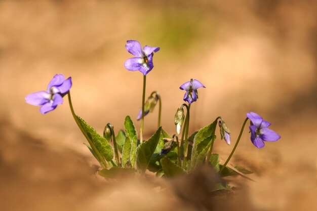 Foto nahaufnahme einer lila blühenden pflanze