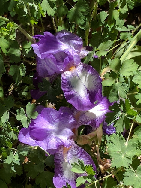 Foto nahaufnahme einer lila blühenden pflanze