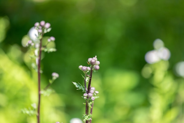 Foto nahaufnahme einer lila blühenden pflanze