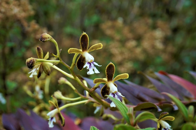 Foto nahaufnahme einer lila blühenden pflanze