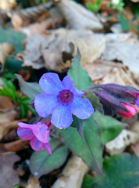 Foto nahaufnahme einer lila blüte in blüte