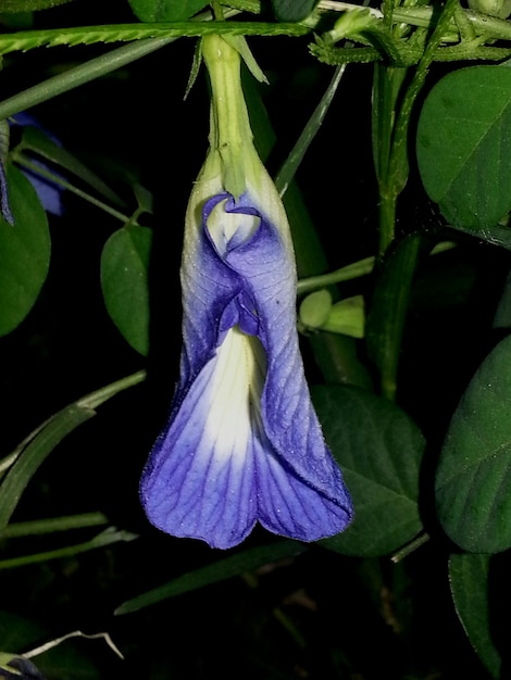 Foto nahaufnahme einer lila blüte in blüte