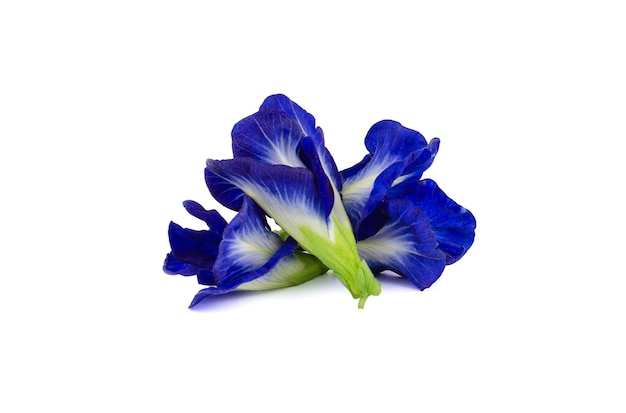 Nahaufnahme einer lila Blume vor weißem Hintergrund