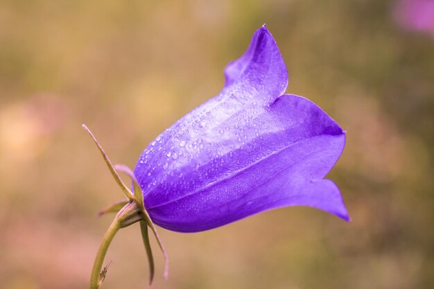 Foto nahaufnahme einer lila blume