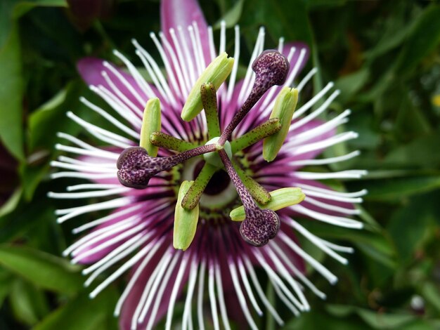 Foto nahaufnahme einer lila blume