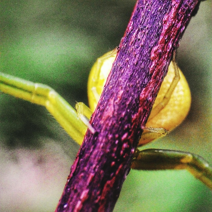 Foto nahaufnahme einer lila blume