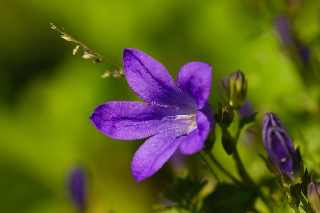 Nahaufnahme einer lila Blume