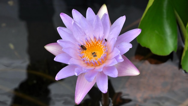 Nahaufnahme einer lila Blume