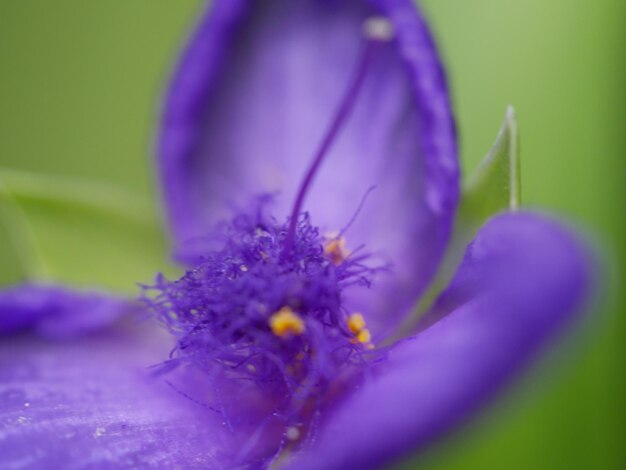 Foto nahaufnahme einer lila blume