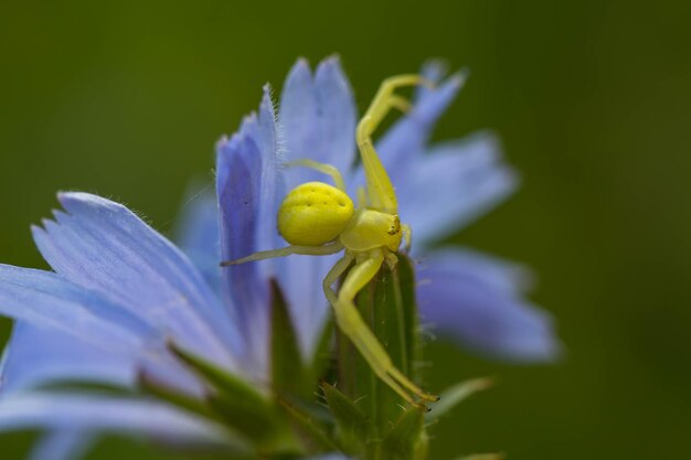 Foto nahaufnahme einer lila blume