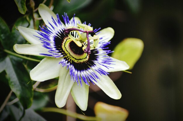 Foto nahaufnahme einer lila blume