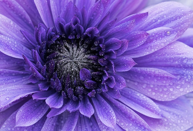 Nahaufnahme einer lila Blume